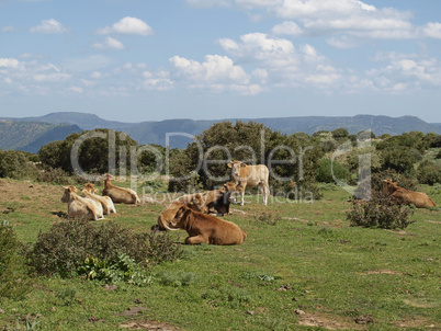 Kühe im Südosten Sardiniens bei Armungia