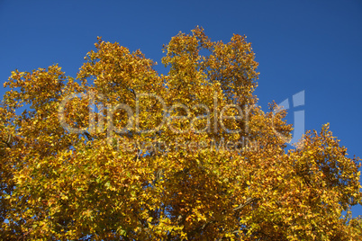 Herbstblätter