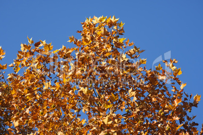 Herbstblätter