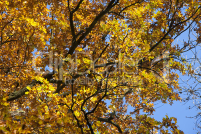 Herbstblätter Herbstblätter