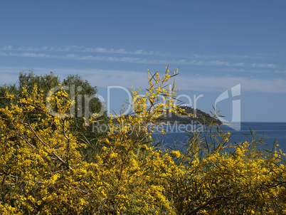 Landschaft mit Ginsterblüte im Frühling bei Arbatax am Capo Bellavista, Sardinien