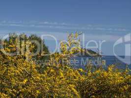 Landschaft mit Ginsterblüte im Frühling bei Arbatax am Capo Bellavista, Sardinien