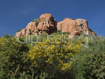 Felslandschaft mit Ginsterblüte bei Arbatax, Sardinien