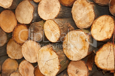 Sliced wooden logs