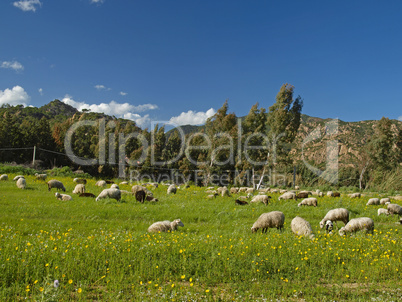 Schafherde bei San Priamo, im Südosten Sardiniens