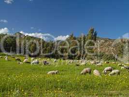 Schafherde bei San Priamo, im Südosten Sardiniens