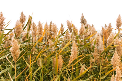 Green reeds over white