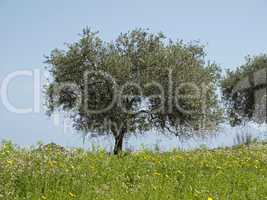 Olivenbaum (Olea europaea) Costa Rei, Capo Ferrato, Südost-Sardinien