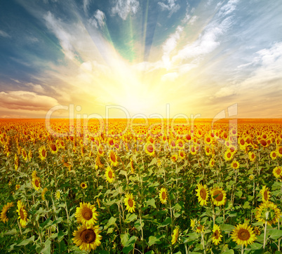 landscape sunflower field
