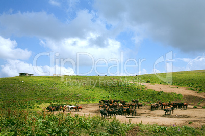 landscape with horses