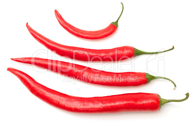 Chili pepper