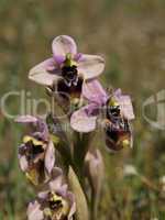 Ophrys tenthredinifera, Wespen-Ragwurz - Sawfly orchid