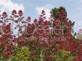 Centranthus ruber, Rote Spornblume - Valerian, Red Valerian, Jupiter's Beard, Spur Valerian