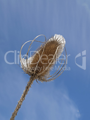 Dipsacus sylvetris, Dipsacus fullonum, Wilde Karde - Fuller's teasel, Wild teasel, Common teasel