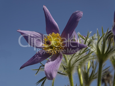 Pulsatilla vulgaris, Gewöhnliche Küchenschelle - Pasque flower, Common pasque flower