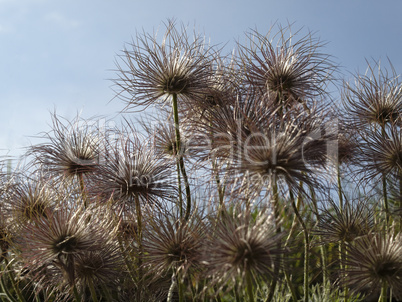 Pulsatilla vulgaris, Gewöhnliche Küchenschelle - Pasque flower, Common pasque flower