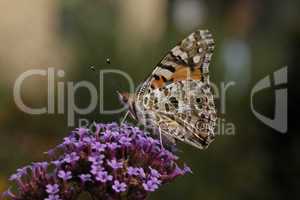 Vanessa cardui, Cynthia cardui, Distelfalter auf Eisenkrautblüte (Verbena bonariensis) - Vanessa cardui, Cynthia cardui, Painted Lady butterfly on Verbena bonariensis, Argentinian Vervain