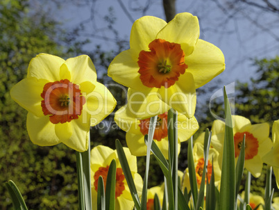 Narcissus 'Border Beauty', Narzisse, Osterglocke - Narcissus 'Border Beauty', narcissus, daffodil