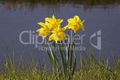 Osterglocken am Bach - Daffodils at a brook in the Netherlands