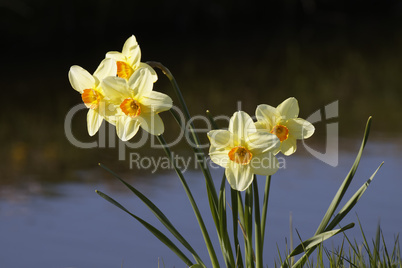 Osterglocken am Bach - Daffodils at a brook in the Netherlands