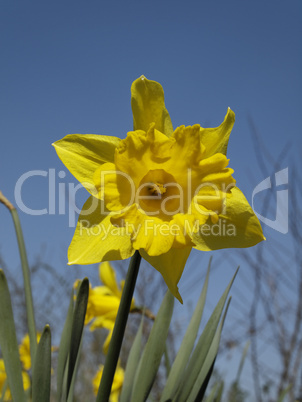 Narcissus-Hybride, Narzisse, Osterglocke - Narcissus hybrid, narcissus, daffodil