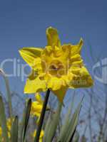 Narcissus-Hybride, Narzisse, Osterglocke - Narcissus hybrid, narcissus, daffodil