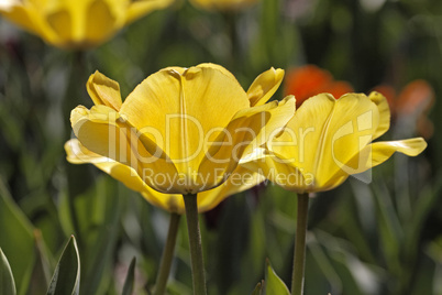 Gelbe Tulpen im Gegenlicht - Backlit photo of yellow tulips