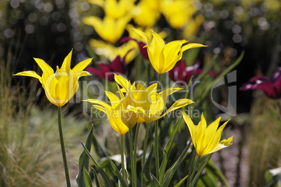 Gelbe Tulpen im Gegenlicht - Backlit photo of yellow tulips