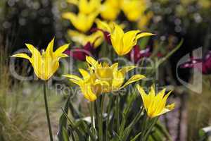 Gelbe Tulpen im Gegenlicht - Backlit photo of yellow tulips