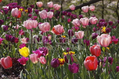 Frühlingsgarten mit rosa Tulpen - Spring garden with pink tulips, Germany