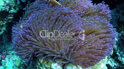 Pink Clown Fish and Sea Anemone
