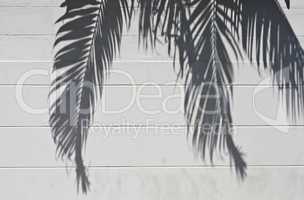 cement wall with a shade from palm trees