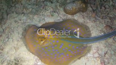 Blue-spotted Ray