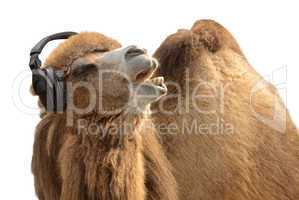 Kamel mit Kopfhörer singt leidenschaftlich
