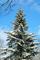Schneebedeckter großer Nadelbaum