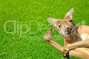 Känguru in amüsanter Pose liegt auf Rasen