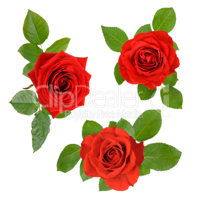 Set mit drei schönen roten Rosen mit Blättern