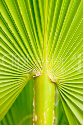 Fan Palm Detail