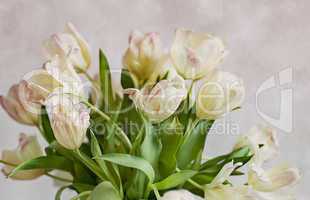 Tulpen mit Tautropfen