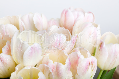 Tulpen mit Tautropfen