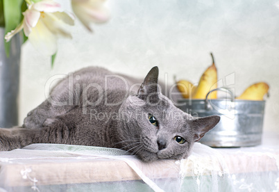 Katze auf Tisch