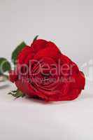 rote Rose Freisteller