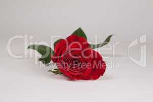 rote Rose Freisteller