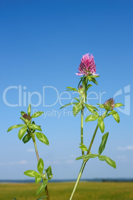 Flowering clover plant