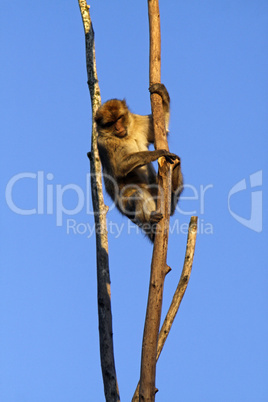 Berberaffe auf einem Baum