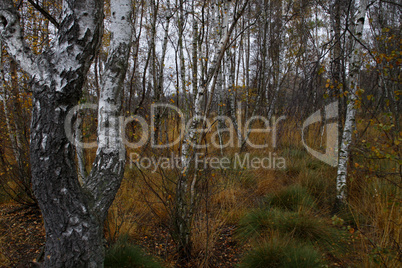 Herbstlicher Birkenwald im Hiller Moor