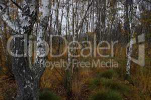 Herbstlicher Birkenwald im Hiller Moor