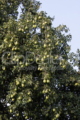 Erntereife Birnen an einem Birnbaum