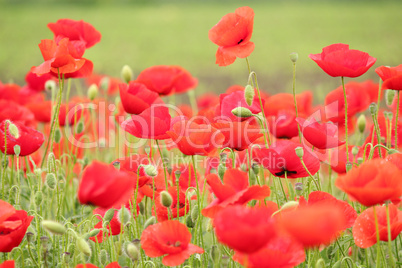 spring scene with red poppy field