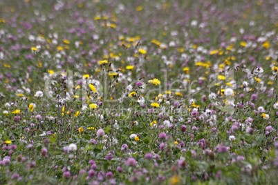 Blumenwiese